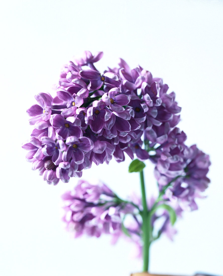 Close-up of purple lilac flower