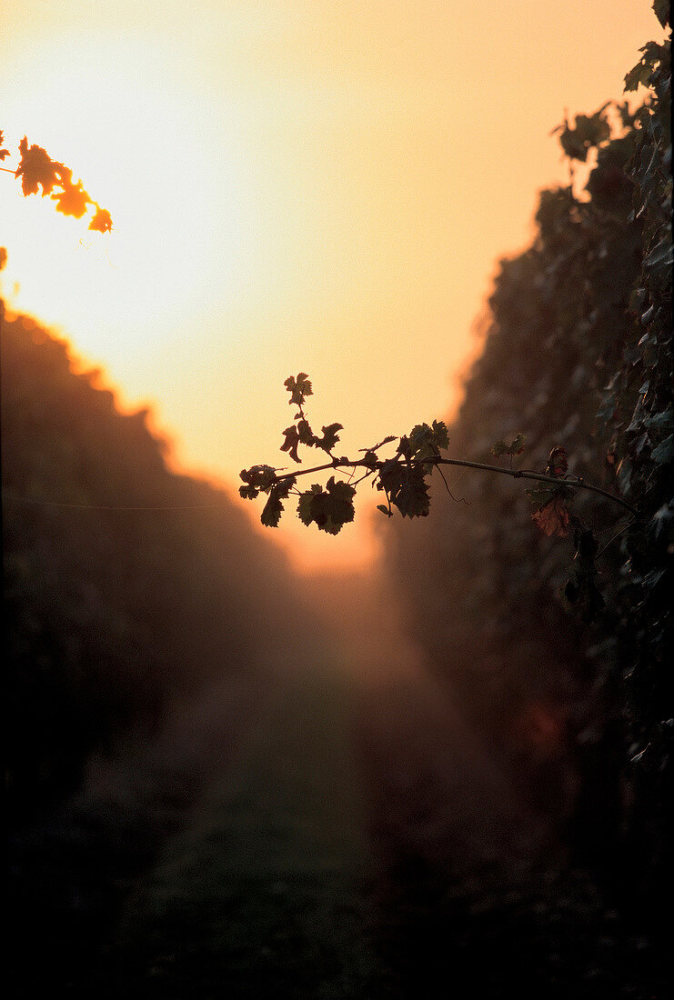 Vineyard of Cabernet Franc at sunset in Loire Valley, France