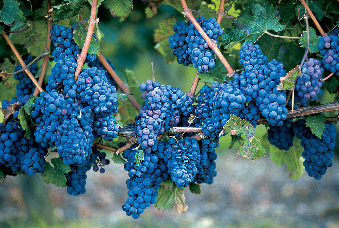 Rote Weintrauben, Weinreben, an der Loire, Frankreich, Cabernet franc