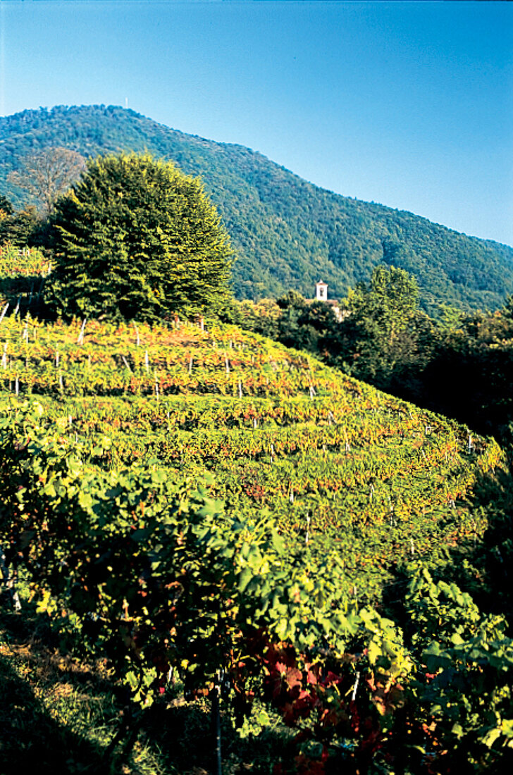 Weinberge, Spitzen-Cuvée Orizzonte Tessin, Beride, Schweiz, Weinhänge
