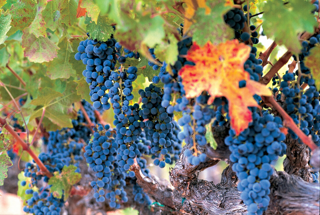 Cabernet Trauben, Weintrauben, , blau, Napa Valley, USA, close up