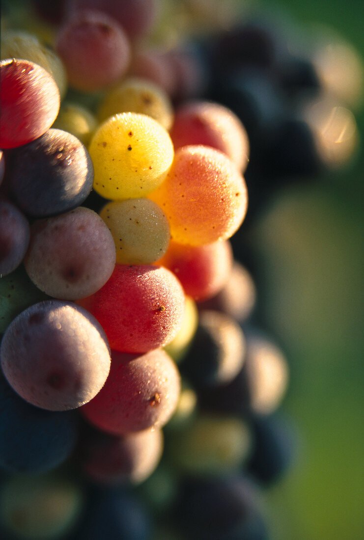 Close-up of Pinot Gris Tokay grapes in Alsace, France