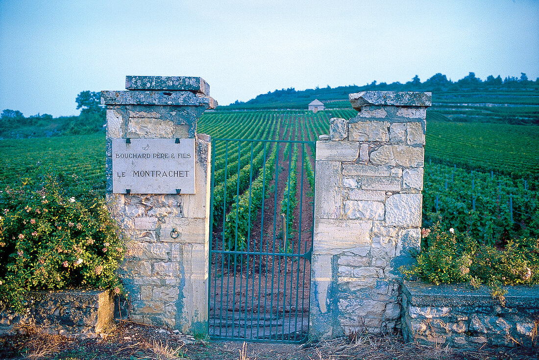 Reblandschaft, Weingut, Chardonnay Burgund, Le Montrachet, Frankreich