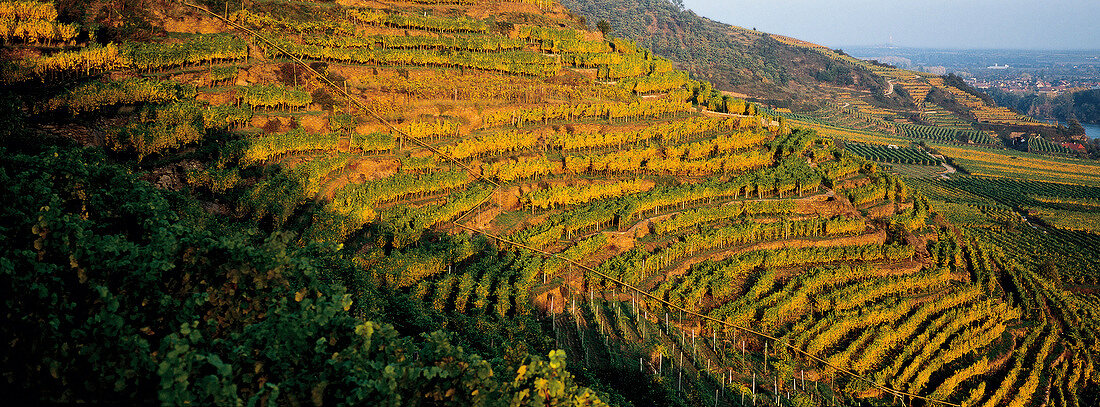 Vineyard of Gruner Veltliner in Loibenberg Riesling Smaragd, Wachau, Austria