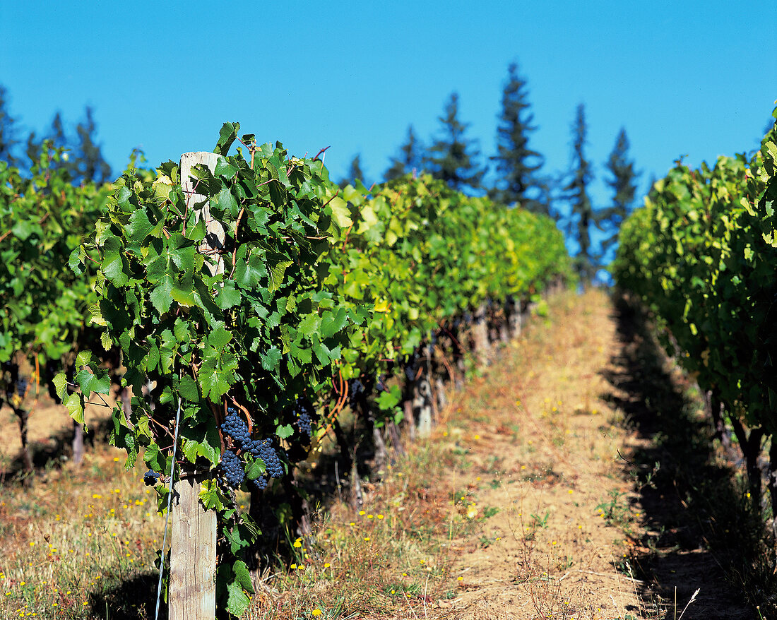 Weinberg, Weinreben in Oregon, USA Pinot noir, Beaux Freres, Newberg