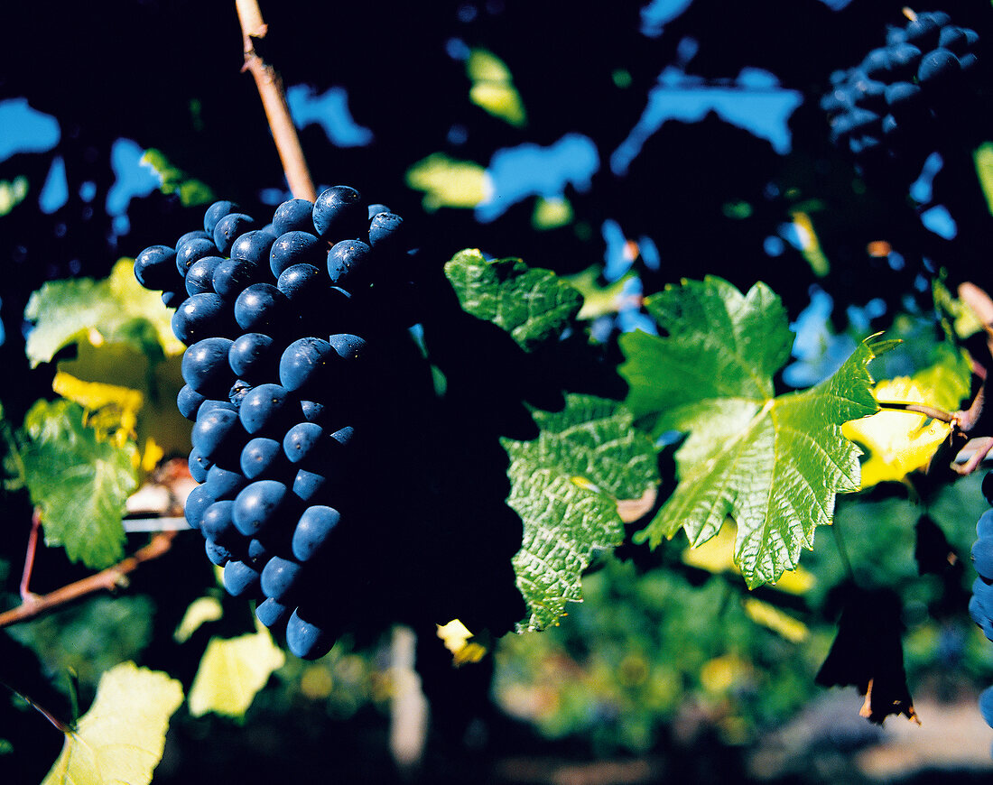 Weinreben, Sorte Abbey Ridge, Oregon Pinot noir, vom Weingut Cameron USA