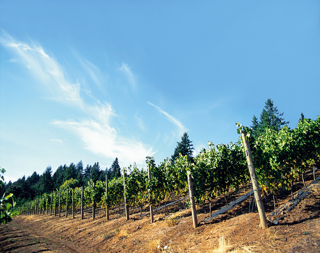 Weinberg, Sorte Pinot noir 97 vom Weingut Hamacher in Gaston, Oregon