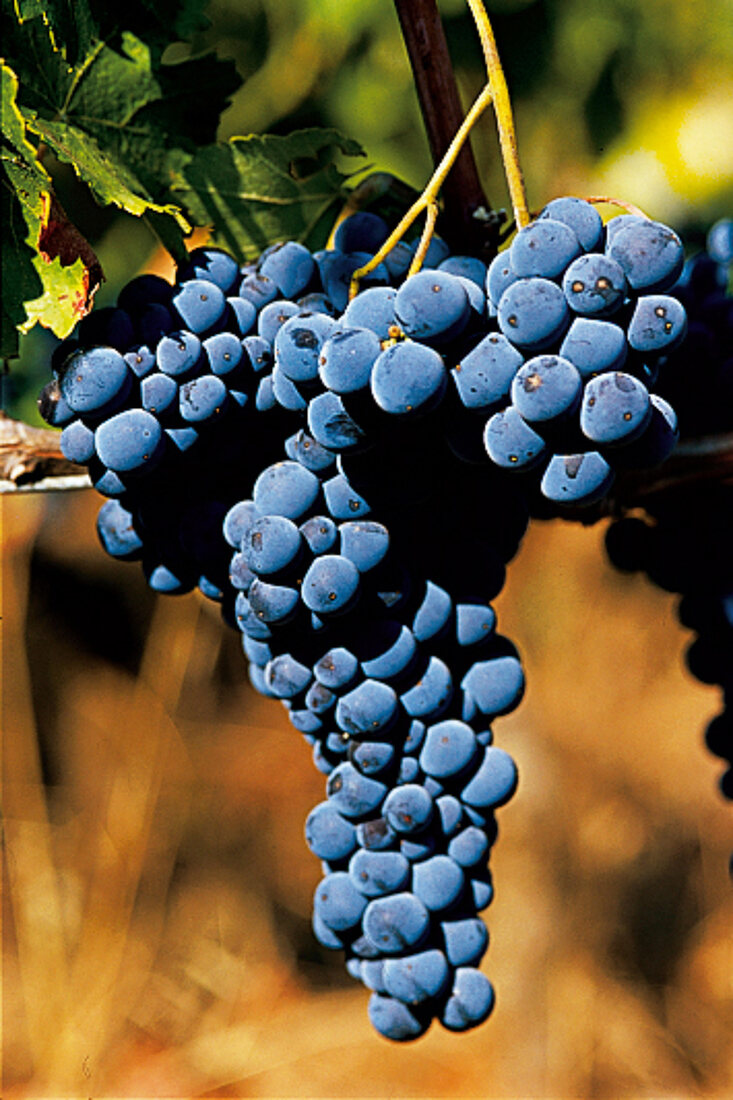 Weintrauben, Trauben aus Süditalien, Sorte Aglianico del Vulture