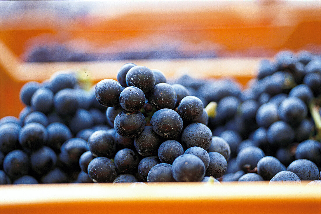 Weintrauben, blau, Tessin, Schweiz vom Weingut Castello Luigi, Weinlese