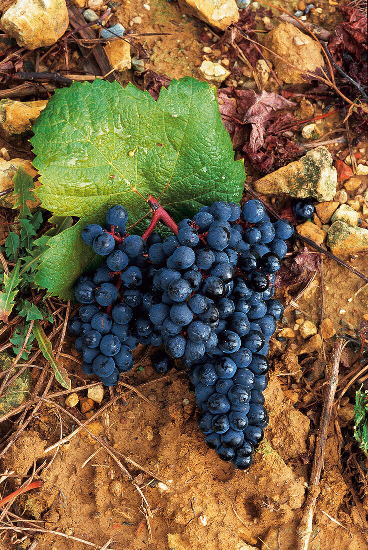 Weintrauben, blau, Tannat Trauben, Weinsorte Madiran, Südwestfrankreich