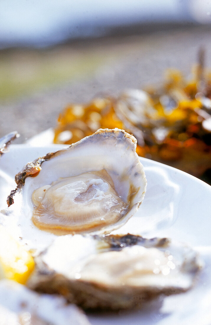 Close-up of opened oysters on plate