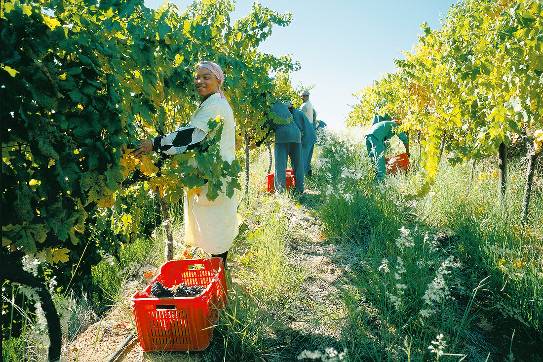 People harvesting in vineyard in Laborie Estate in Paarl, South Africa