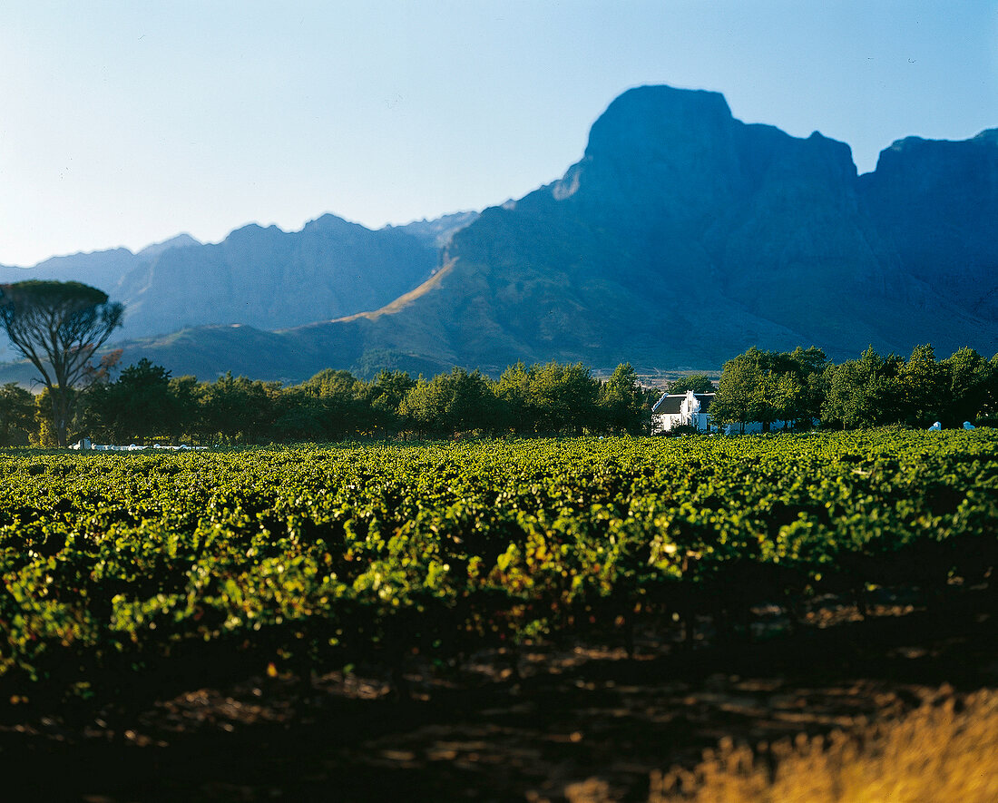 Weingut Boschendahl vor Groot Drakensteinberg in Stellenbosch