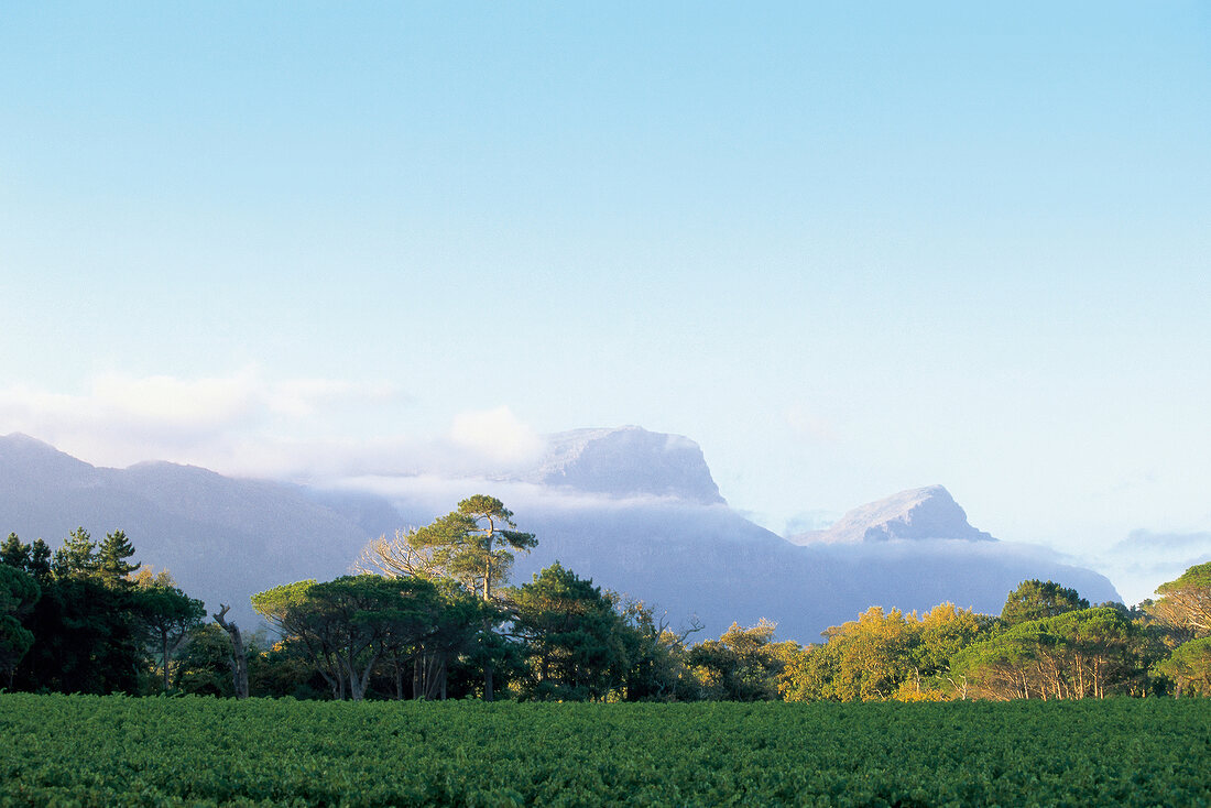 View of wine region around Stellenbosch in South Africa, Table mountain in the background