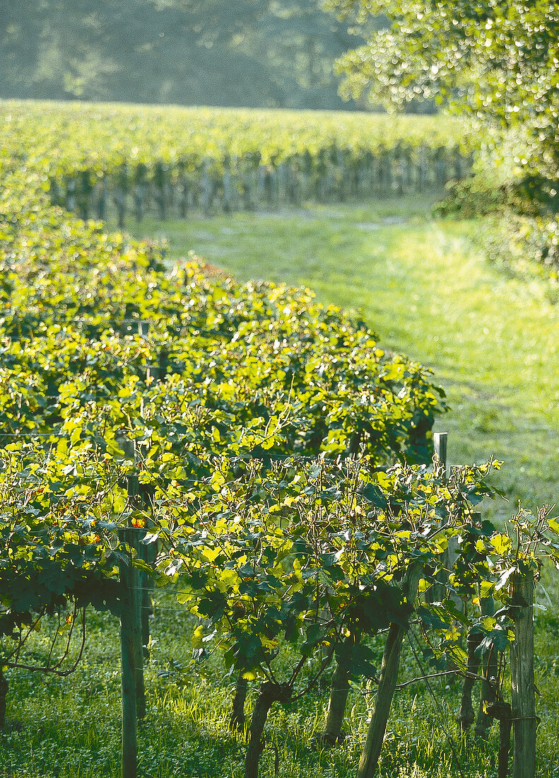 Weinreben bei La Fleur-Pétrus, Pomerol im Bordelais