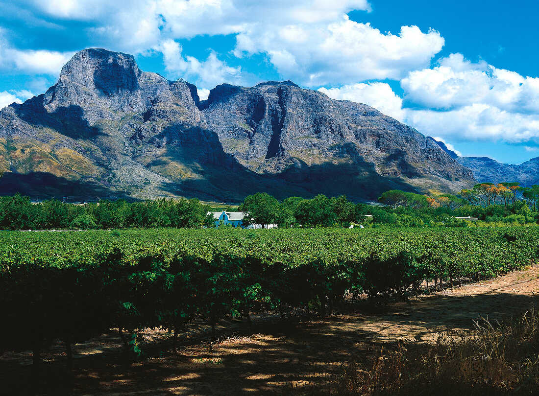 Bosch Dahl winery before Groot Drakenstein mountain in Stellenbosch, South Africa
