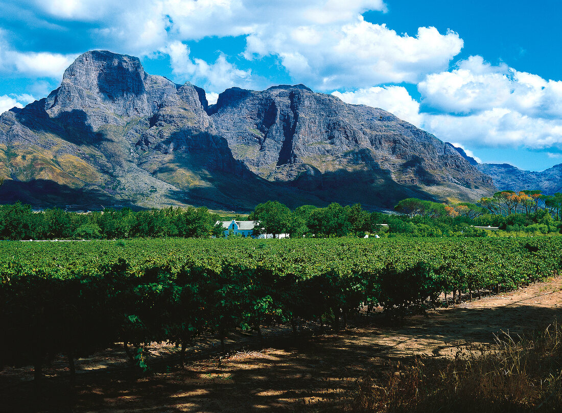 Weingut Boschendahl vor Groot Drakensteinberg in Stellenbosch