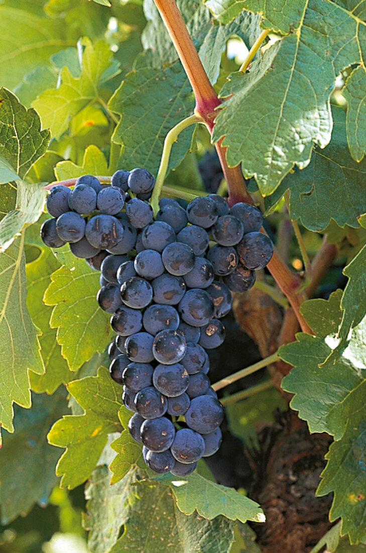 Tinto fino Trauben am Rebstock, , Spanien, Kastilien