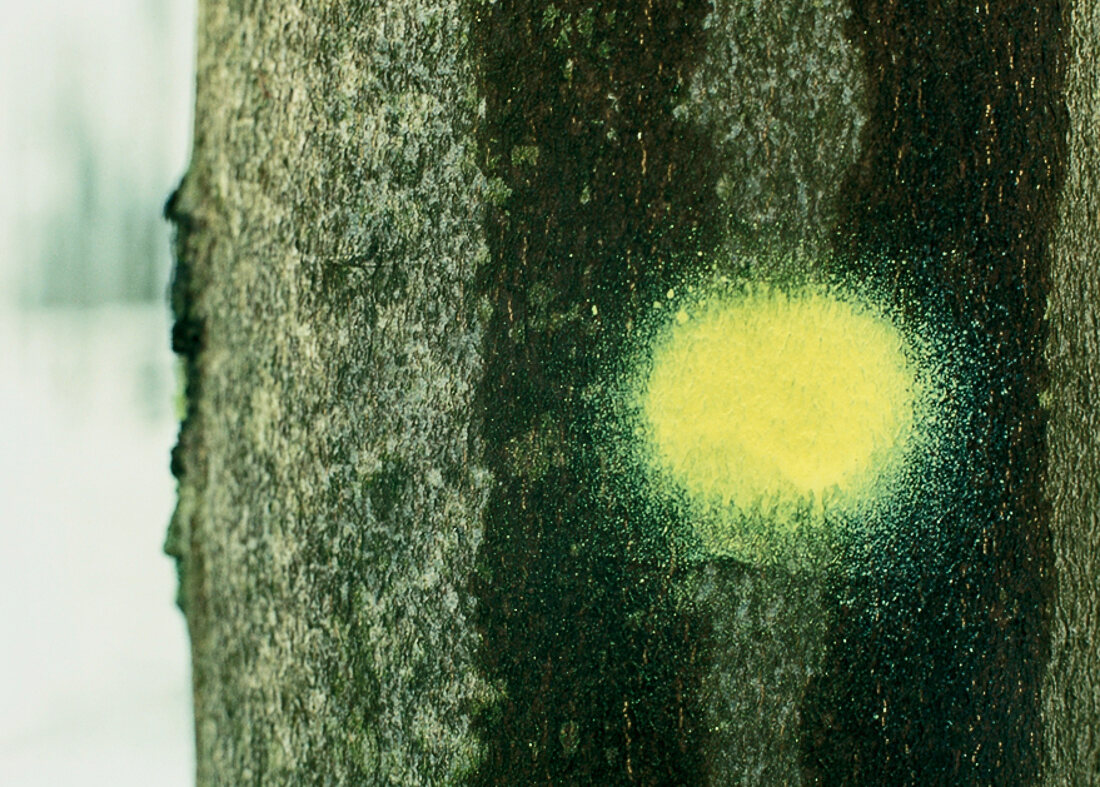 markierter Baum zum Fällen auf Gut Hohenhaus, Thüringen