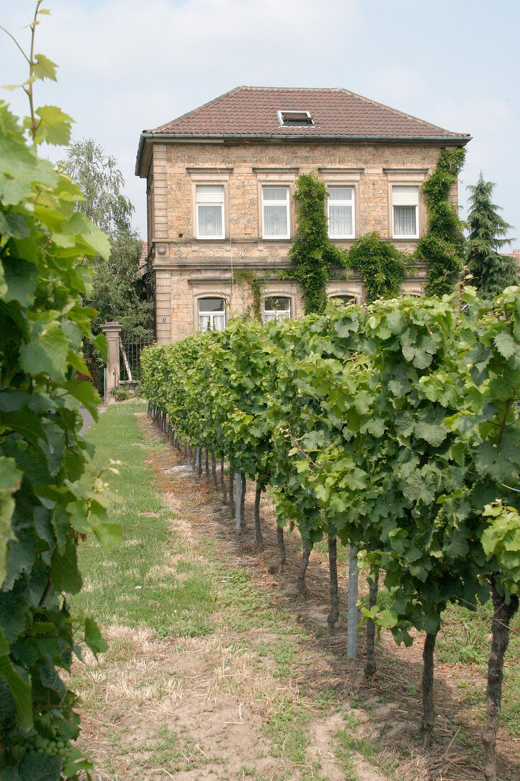 Michael Andres Weingut mit Weinverkauf in Deidesheim Rheinland-Pfalz Rheinland Pfalz