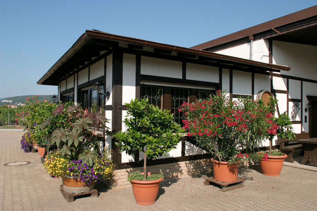 Thomas Hensel Weingut mit Weinverkauf in Bad Dürkheim Bad Duerkheim Rheinland-Pfalz