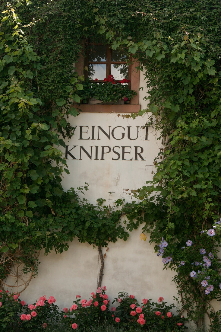 Knipser Weingut mit Weinverkauf in Laumersheim Rheinland-Pfalz Rheinland Pfalz