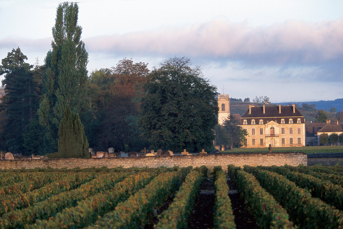 View of Biodynamic vineyard in Burgundy