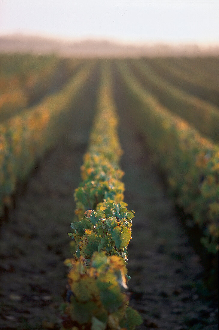 Burgund, Weinreben, biodynamischer Weinanbau, Weinberg, morgens