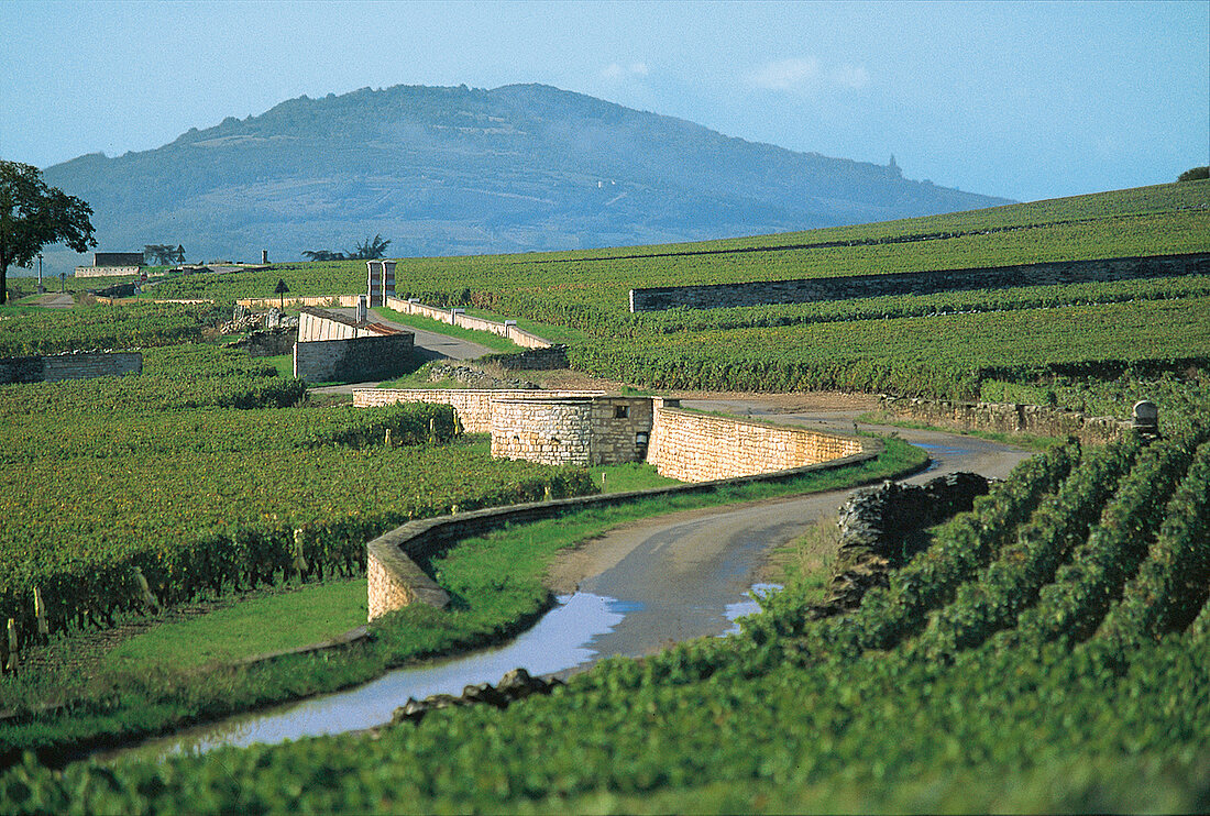 Burgund, biodynamischer Weinanbau, Weinlandschaft, Côte de Beaune