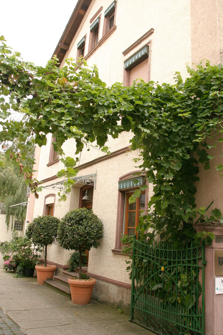 Diefenhardt'sches Weingut Diefenhardtsches Weingut Weingut mit Weinverkauf Gutsausschank in Eltville