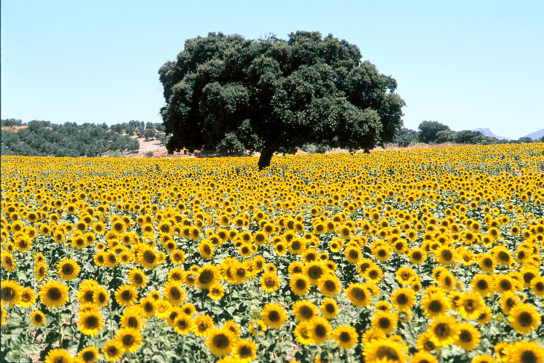 View of sunflower field in the mountains of Andalusia