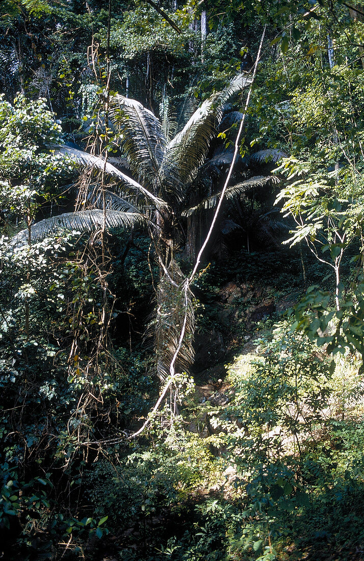 View of jungle in Thailand