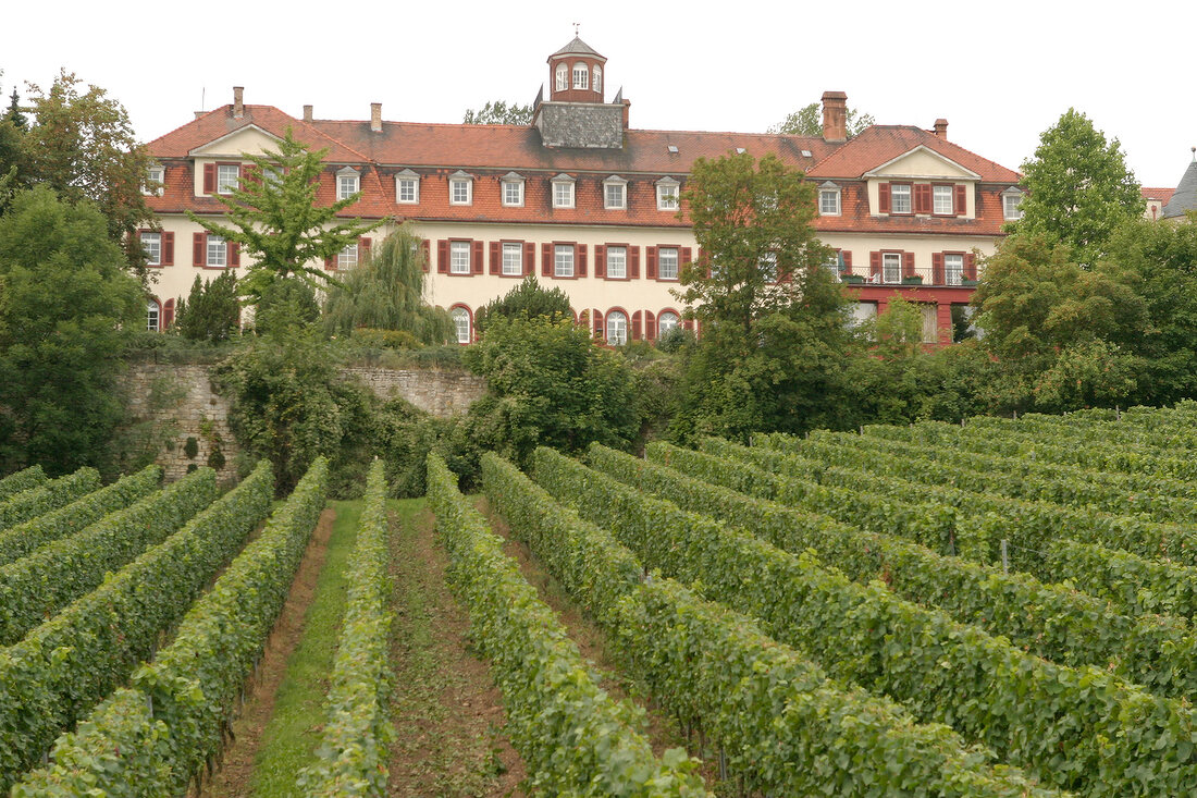 Schloss Westerhaus Weingut mit Weinverkauf in Ingelheim Rheinland-Pfalz Rheinland Pfalz