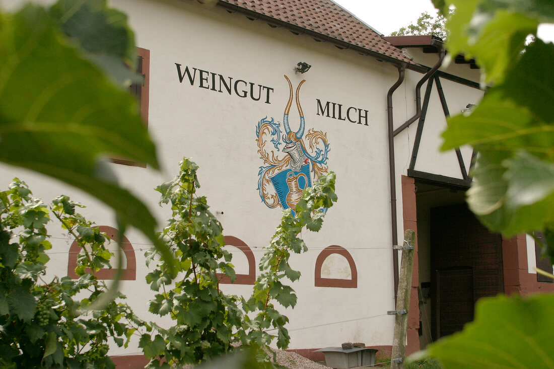 K-H Milch Weingut mit Weinverkauf Gästezimmer Gaestezimmer in Monsheim