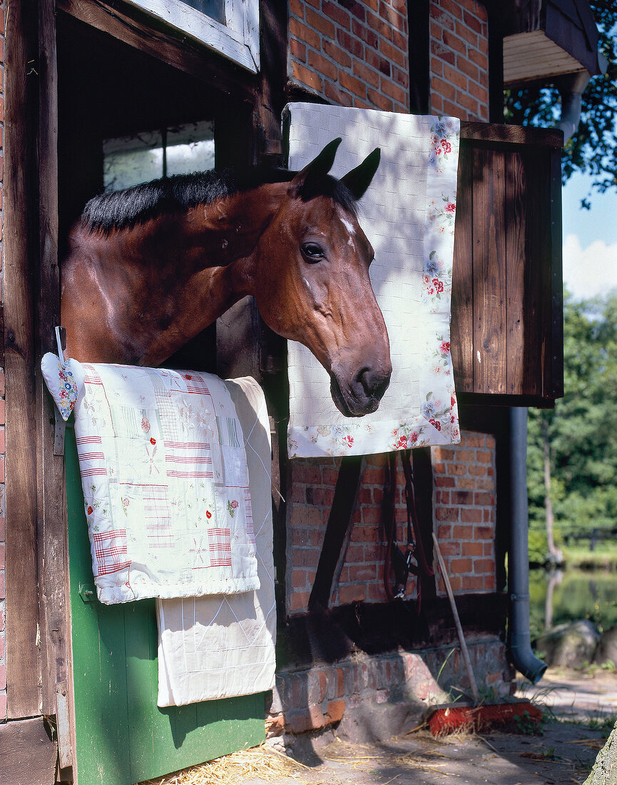 Horse peeping out of stall box to the yard