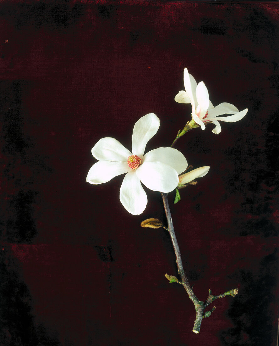 Close-up of magnolia flowers on dark background