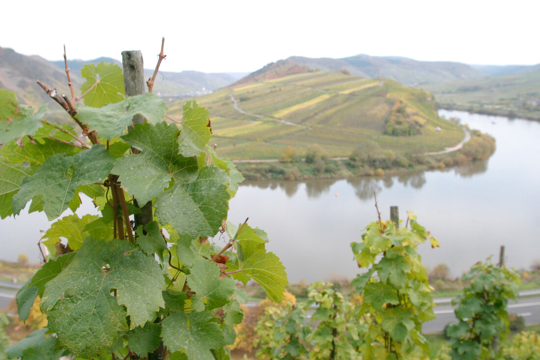 Laurentiushof Weingut mit Weinverkauf Ferienwohnung in Bremm Rheinland-Pfalz