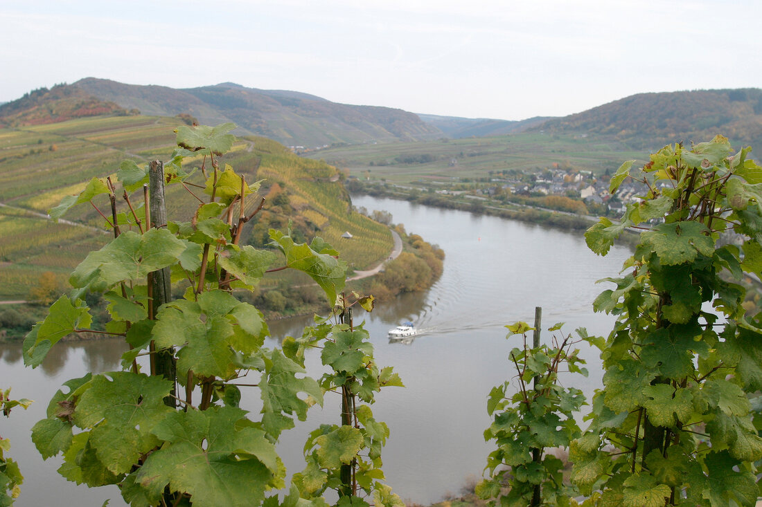 Laurentiushof Weingut mit Weinverkauf Ferienwohnung in Bremm Rheinland-Pfalz