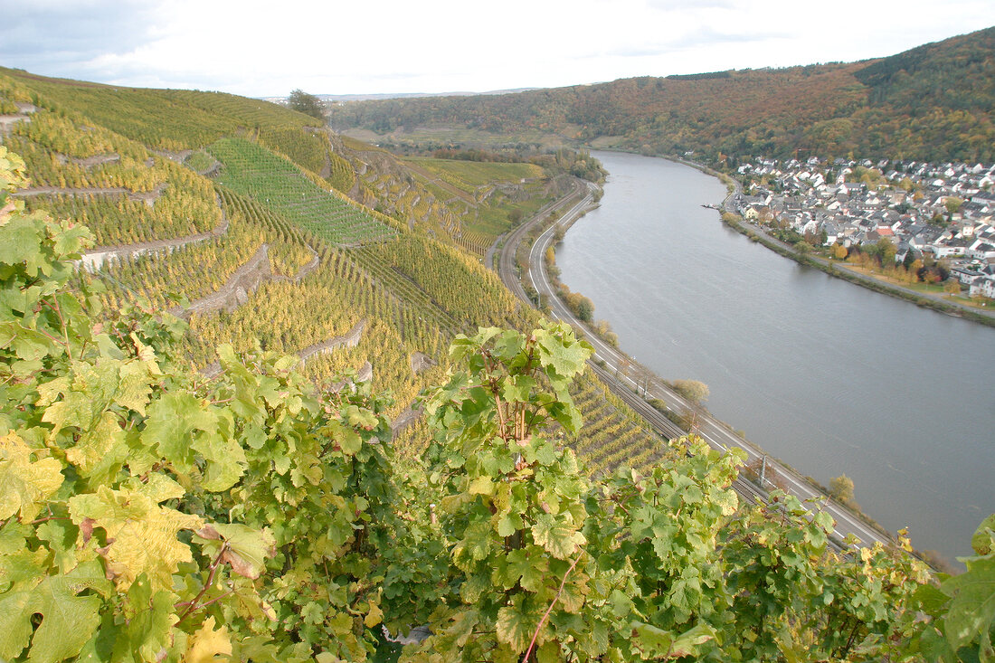 Heymann-Löwenstein Heymann Löwenstein Heymann-Loewenstein Weingut mit Weinverkauf in Winningen