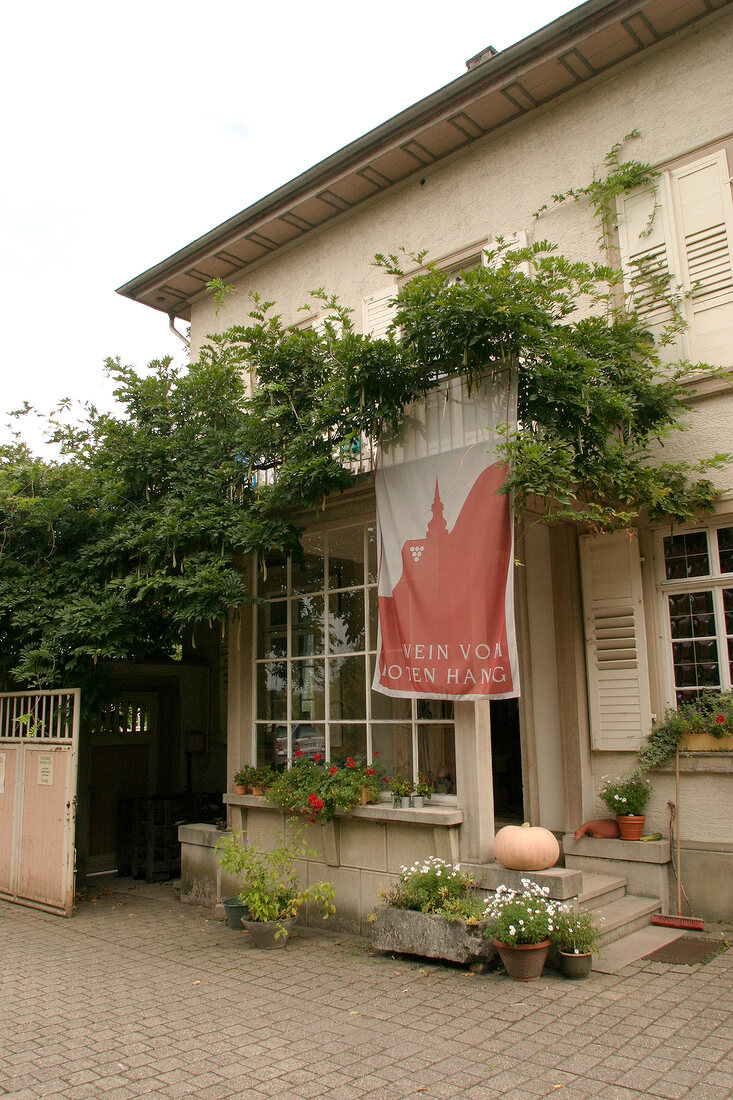 Dr Alex Senfter Weingut mit Weinverkauf Vinothek Straußwirtschaft in Nierstein