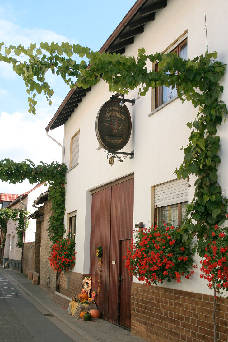 Klaus Hofmann Weingut mit Weinverkauf in Appenheim Rheinland-Pfalz Rheinland Pfalz