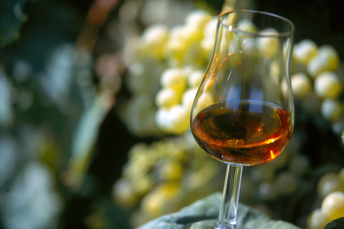 Cognac in einem Tulpenglas 