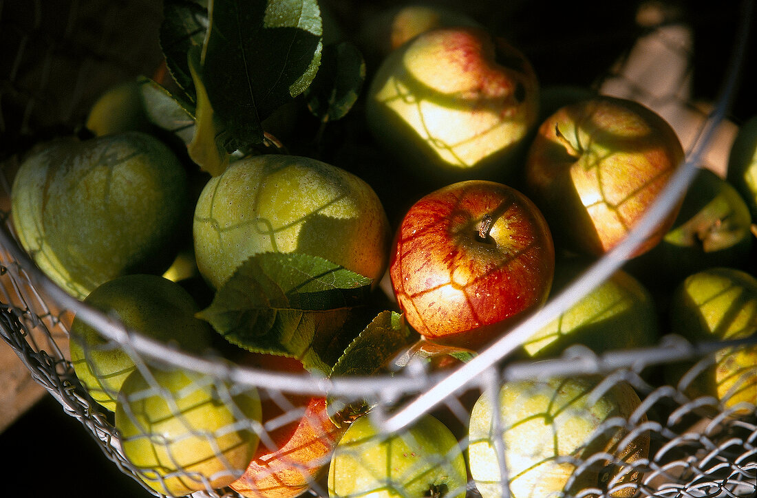 Close-up of mangoes and apples in wire basket