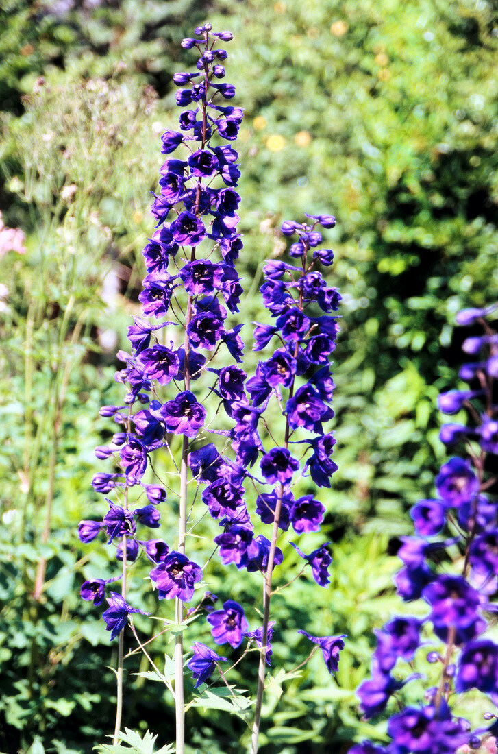 Close-up of purple bellflower