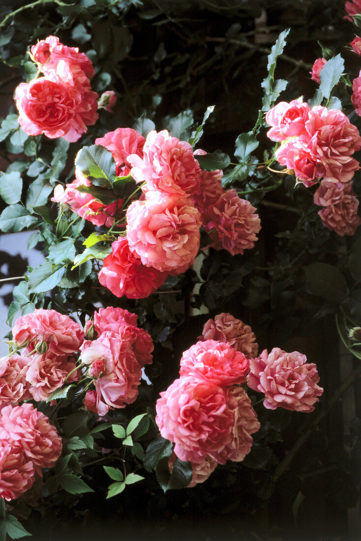 Close-up of pink roses