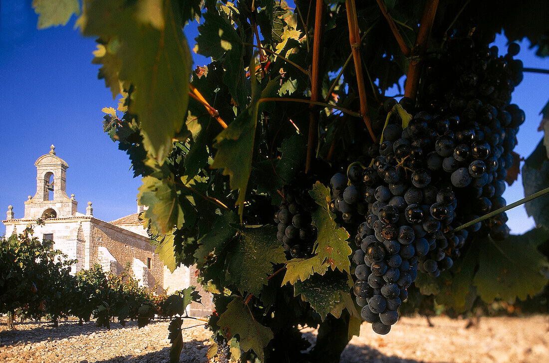 Vineyard in Ermita de la Virgen de Rubialejos church