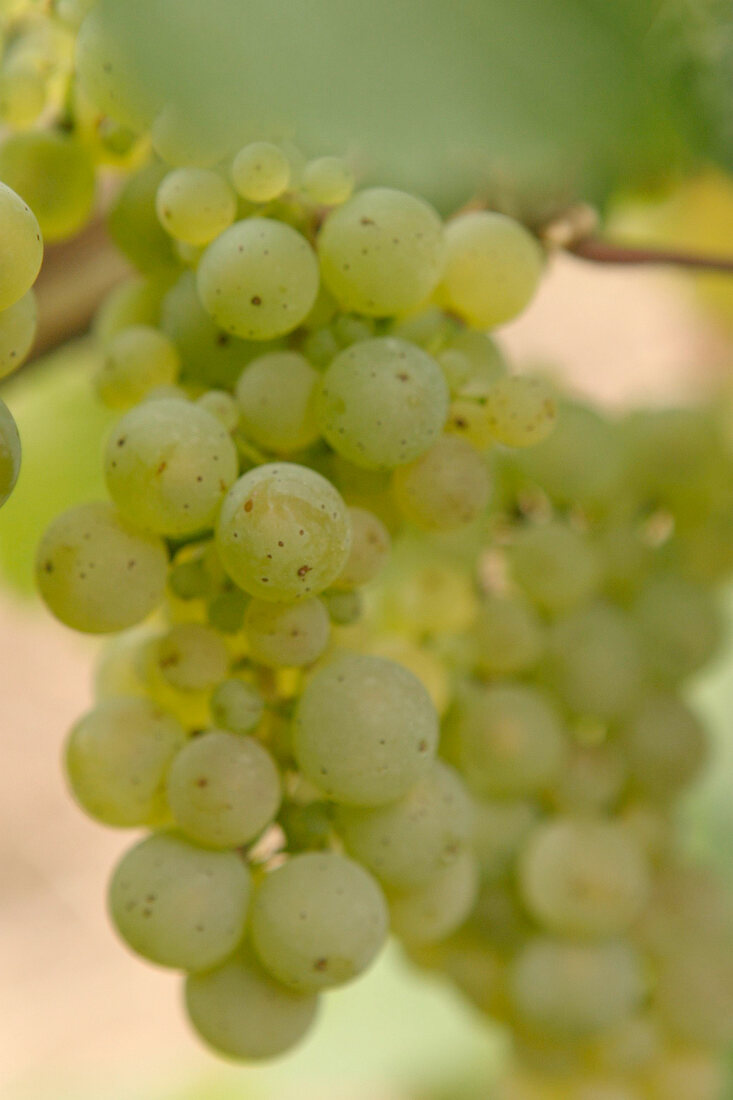 Emrich-Schönleber Emrich Schönleber Weingut mit Weinverkauf in Monzingen