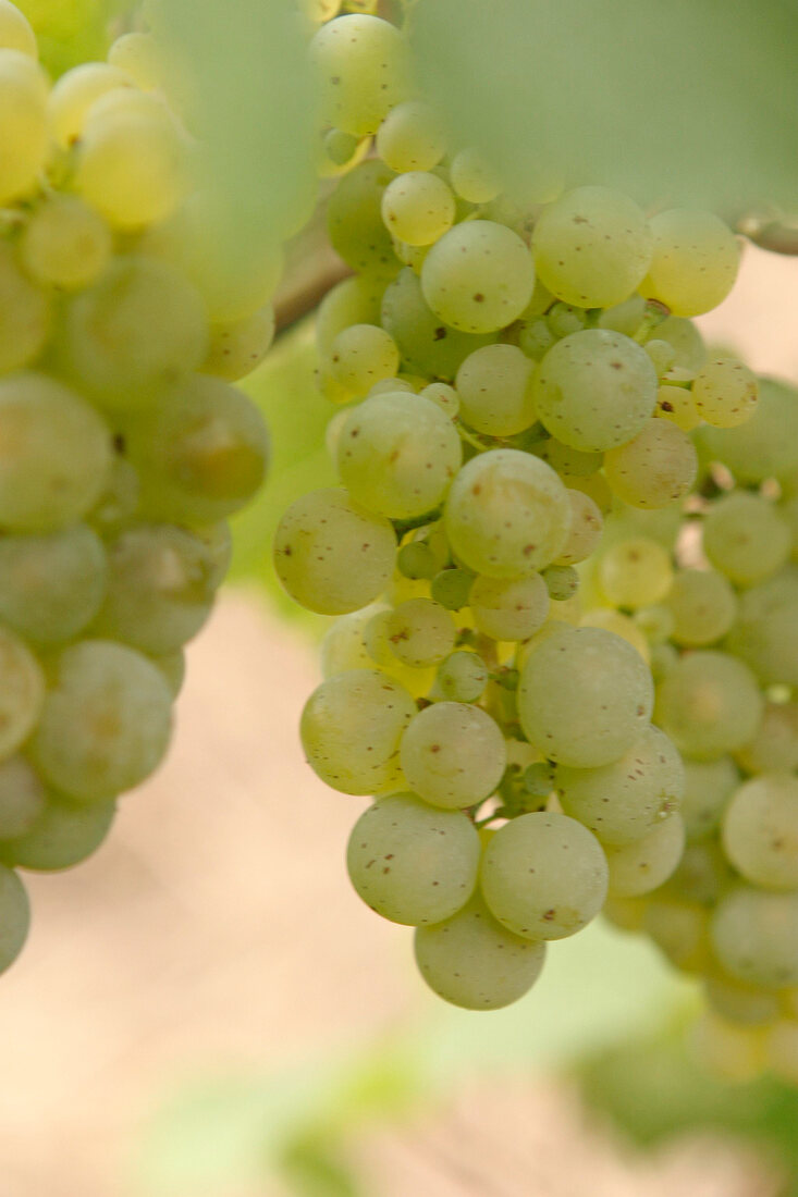 Emrich-Schönleber Emrich Schönleber Weingut mit Weinverkauf in Monzingen