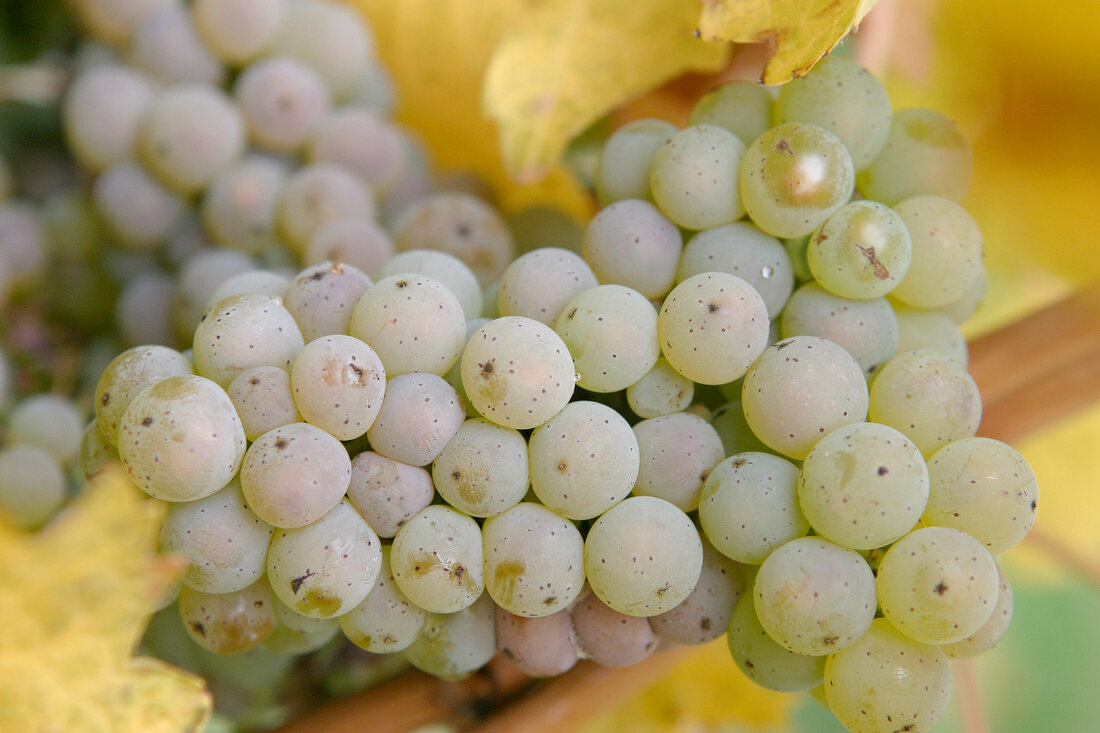 Eisenbach-Korn Eisenbach Korn Weingut mit Weinverkauf in Oberheimbach Rheinland-Pfalz