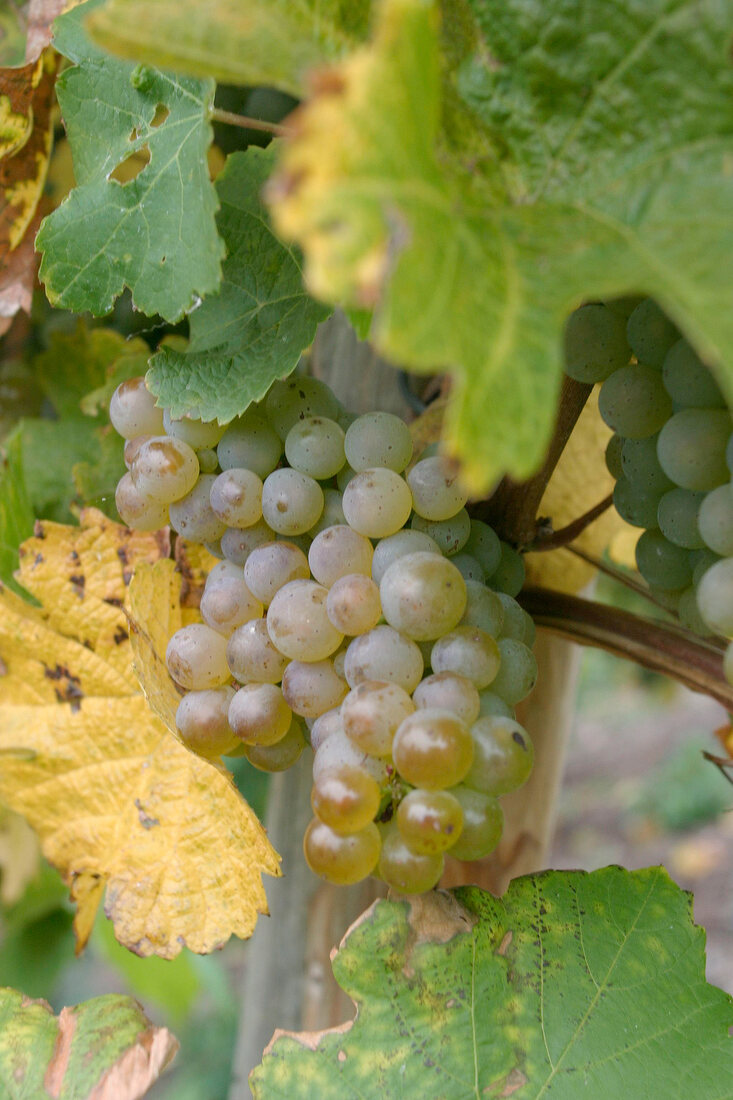 Matthias Müller Matthias Mueller Weingut mit Weinverkauf in Spay Rheinland-Pfalz